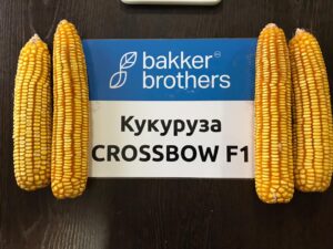 Кукуруза гибрид F1-Кроссбоу