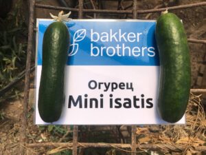 Огурец Мини Исатис F1