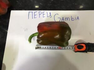 Перец сладкий Гамбиа F1